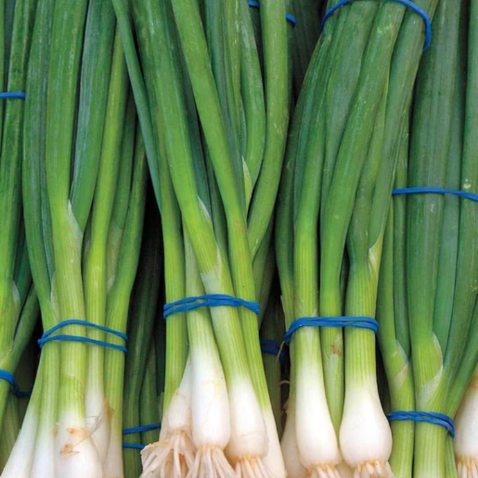 West Coast Seeds - Ramrod Scallion - High-Performance, Bold Flavor |