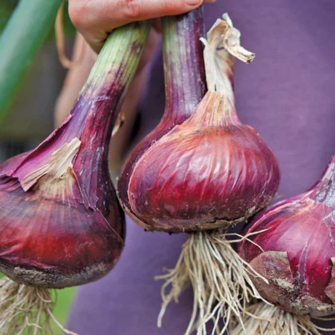 West Coast Seeds - Redwing Onions - Long-Lasting Red Storage Onions (0.50g)