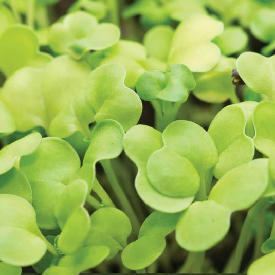 West Coast Seeds - Organic Pac Choi Microgreens - Nutritious Sprouting Seeds (125g)