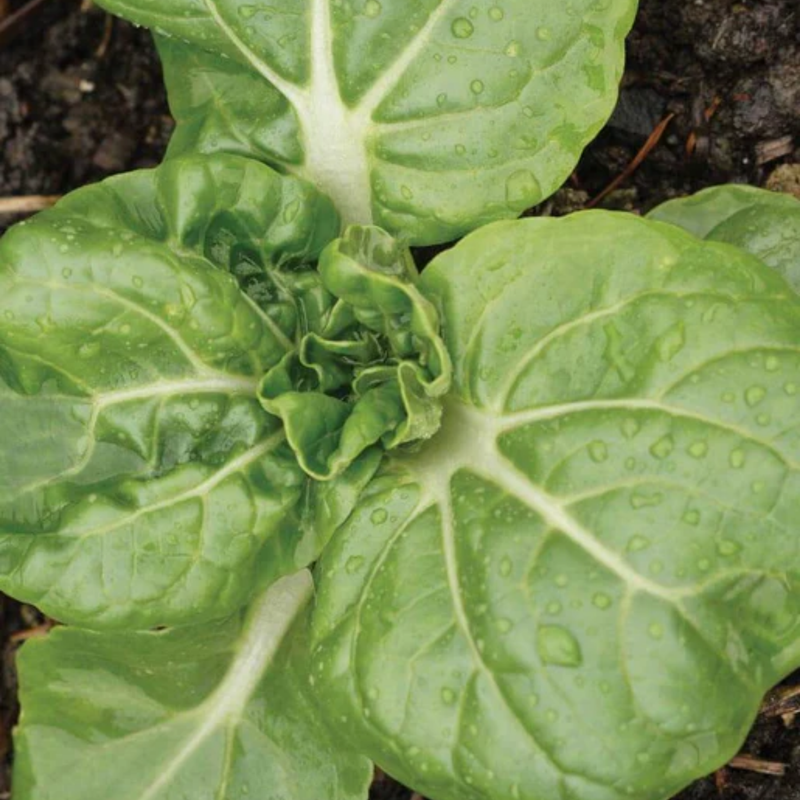 Load image into Gallery viewer, West Coast Seeds - Toy Choy Pac Choi (0.25g) - Miniature, Mild Flavor, Fast Growing
