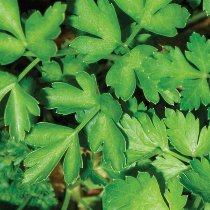 West Coast Seeds - Dark Green Italian Parsley (2g) - Rich Flavor, Easy Growing