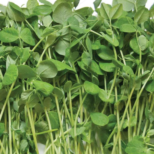 West Coast Seeds - Organic Pea Shoot Microgreens - Sweet & Nutritious (200g)