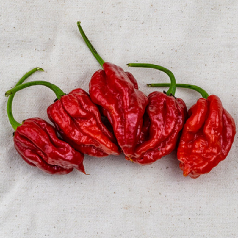 Load image into Gallery viewer, West Coast Seeds - Trinidad Moruga Scorpion Pepper Seeds - Super-Hot Chili
