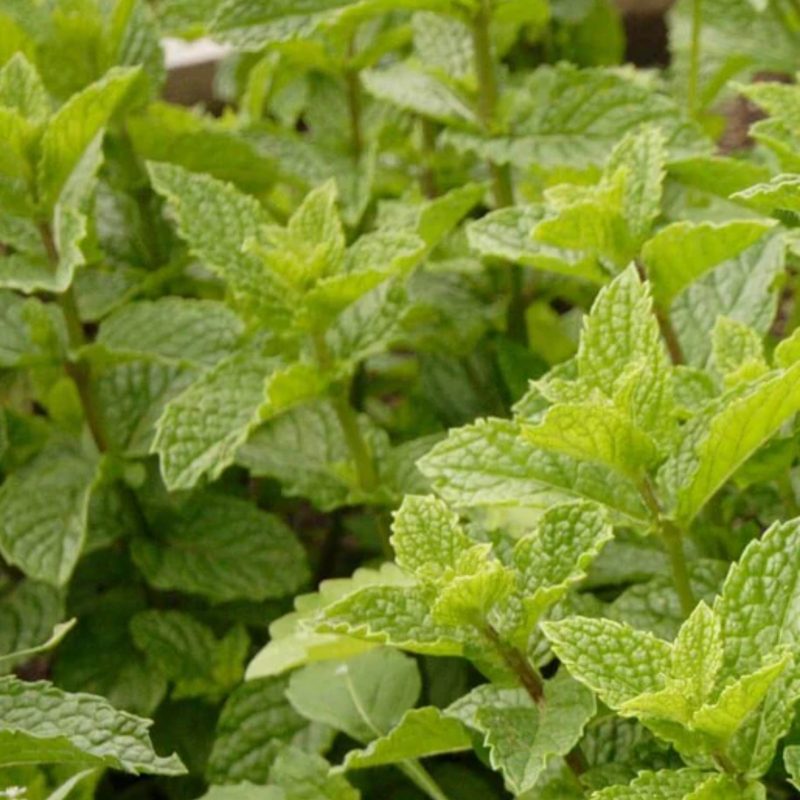 Load image into Gallery viewer, West Coast Seeds - Organic Spearmint Seeds - Easy to Grow &amp; Edible Flowers (0.25g)
