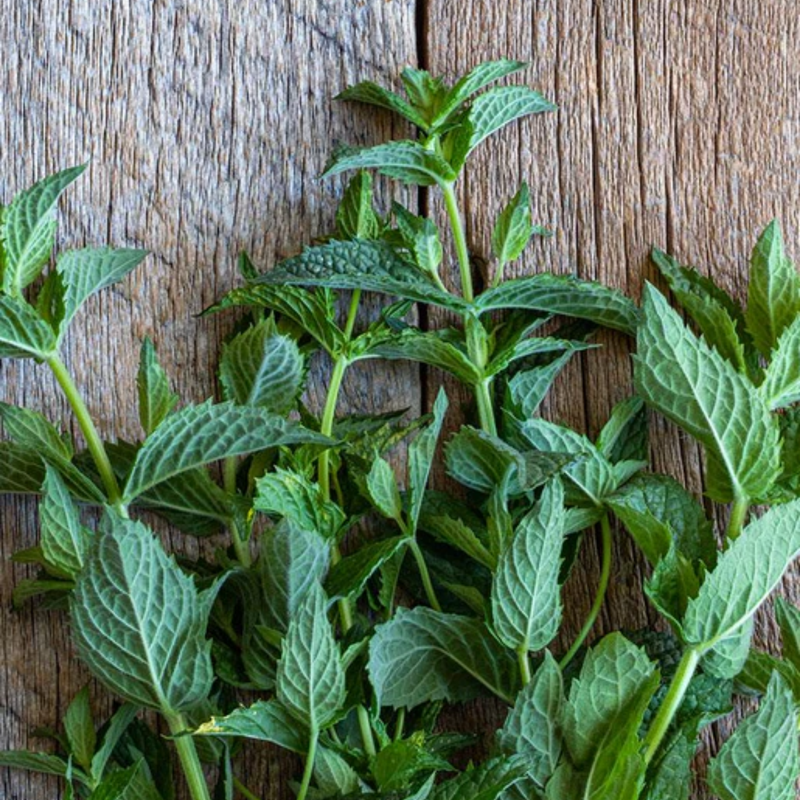 Load image into Gallery viewer, West Coast Seeds - Organic Spearmint Seeds - Easy to Grow &amp; Edible Flowers (0.25g)
