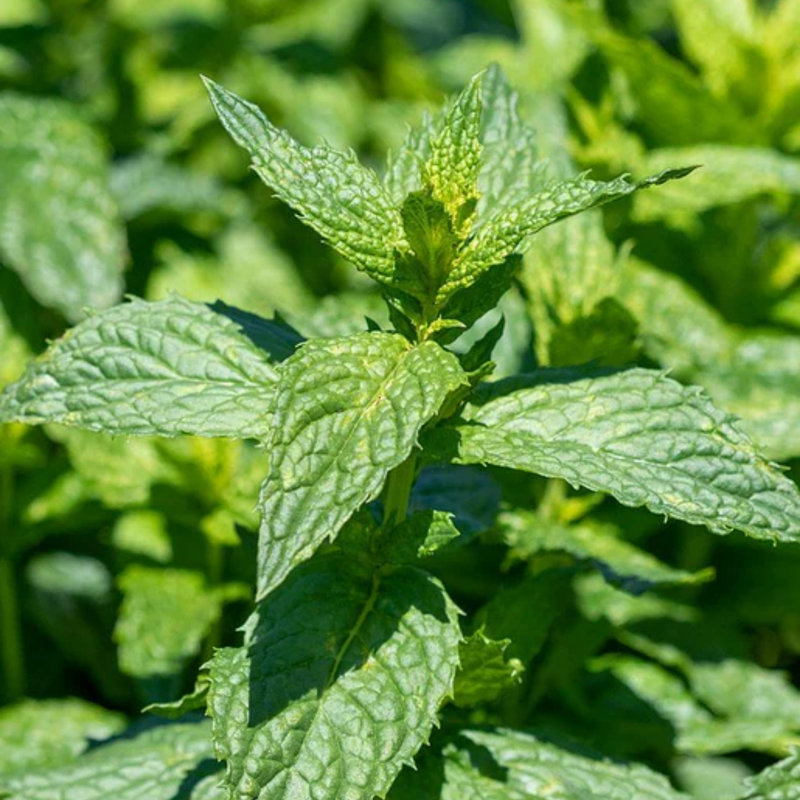 Load image into Gallery viewer, West Coast Seeds - Organic Spearmint Seeds - Easy to Grow &amp; Edible Flowers (0.25g)
