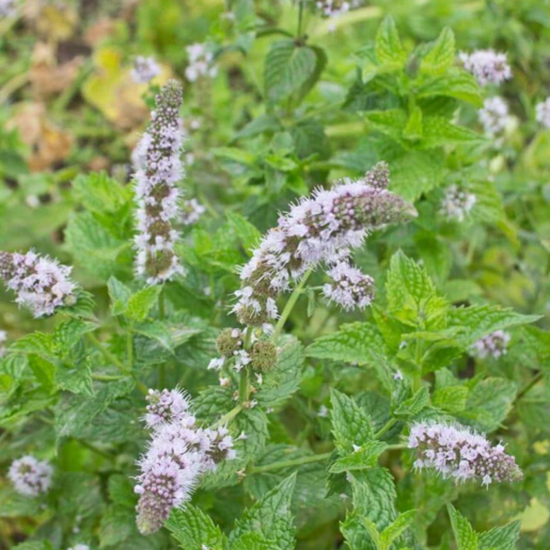 Load image into Gallery viewer, West Coast Seeds - Organic Spearmint Seeds - Easy to Grow &amp; Edible Flowers (0.25g)
