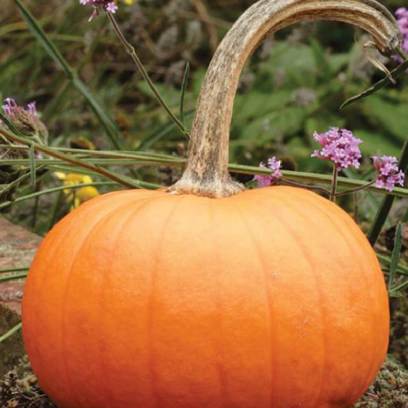 Load image into Gallery viewer, West Coast Seeds - Small Sugar Pumpkin Seeds - Heirloom, Sweet &amp; Stringless
