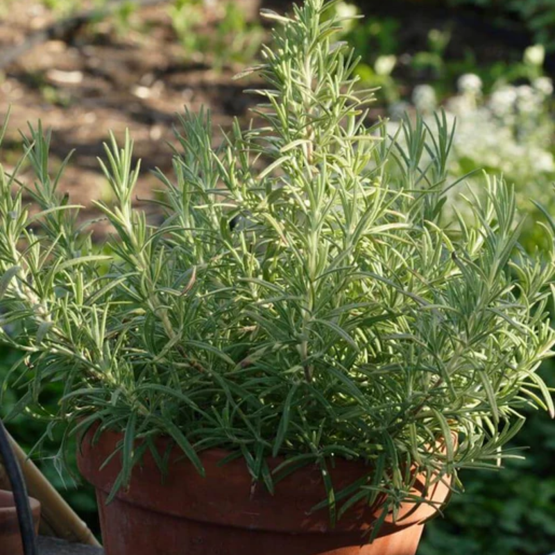 Load image into Gallery viewer, West Coast Seeds - Rosemary (0.12g) - Fragrant and Hardy Perennial
