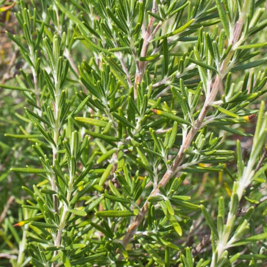 West Coast Seeds - Rosemary (0.12g) - Fragrant and Hardy Perennial