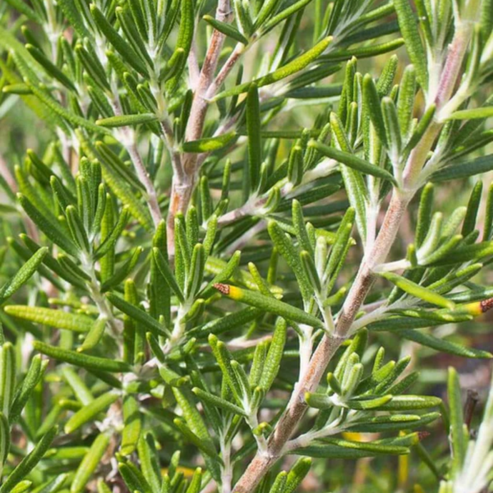 West Coast Seeds - Rosemary (0.12g) - Fragrant and Hardy Perennial