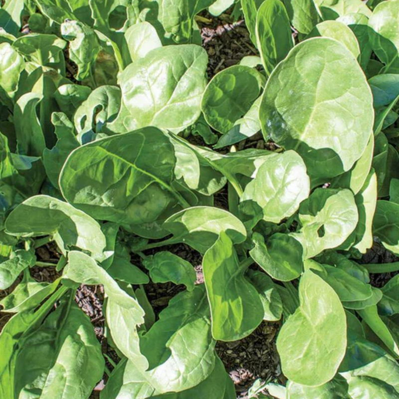 Load image into Gallery viewer, West Coast Seeds - Yukon Spinach - Fast-Growing &amp; Flavorful Hybrid (100 Seeds)
