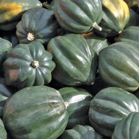 West Coast Seeds - Reno F1 Acorn Squash Seeds - Sweet & Nutty Winter Squash