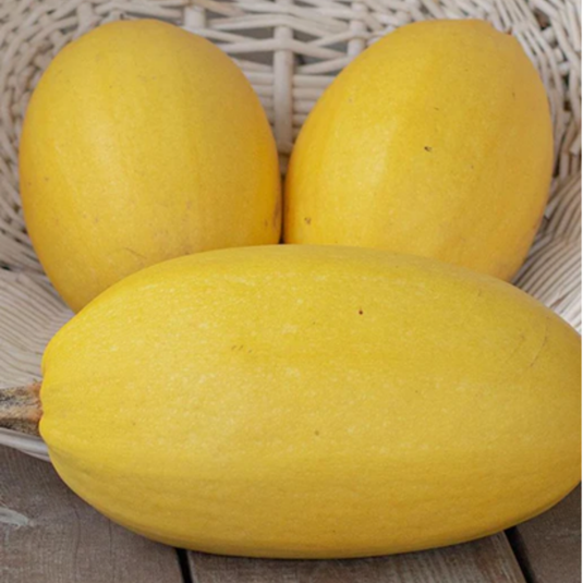 West Coast Seeds - Spaghetti Squash - Heirloom, Easy to Grow & High-Yielding