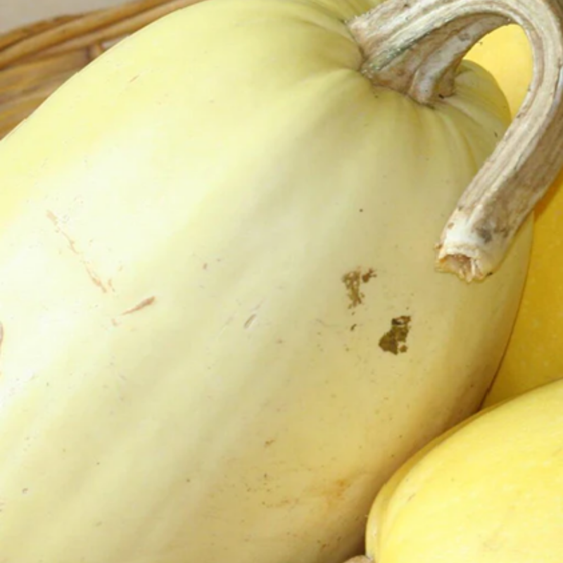 Load image into Gallery viewer, West Coast Seeds - Spaghetti Squash - Heirloom, Easy to Grow &amp; High-Yielding
