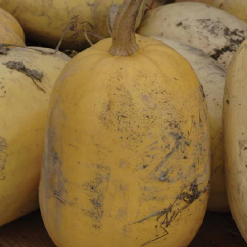 Load image into Gallery viewer, West Coast Seeds - Spaghetti Squash - Heirloom, Easy to Grow &amp; High-Yielding
