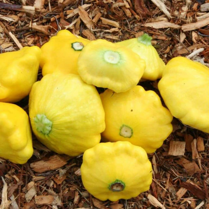 Load image into Gallery viewer, West Coast Seeds - Sunburst Squash - Vibrant &amp; Tender Pattypans (2g)
