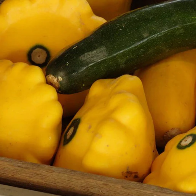 Load image into Gallery viewer, West Coast Seeds - Sunburst Squash - Vibrant &amp; Tender Pattypans (2g)
