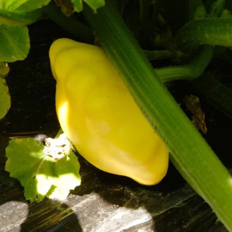 Load image into Gallery viewer, West Coast Seeds - Sunburst Squash - Vibrant &amp; Tender Pattypans (2g)
