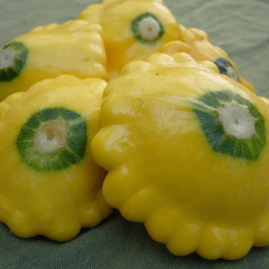 West Coast Seeds - Sunburst Squash - Vibrant & Tender Pattypans (2g)