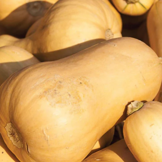 West Coast Seeds - Victory Early Butternut Squash - Fast-Maturing, Sweet & Nutty Flavor