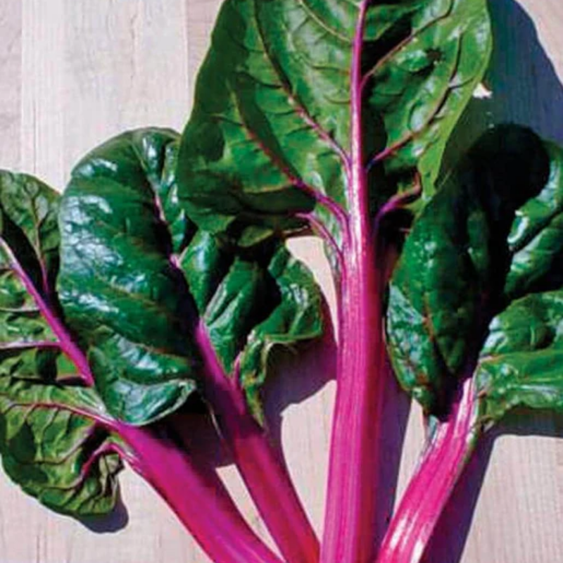 Load image into Gallery viewer, West Coast Seeds - Magenta Sunset Swiss Chard - Vibrant &amp; Nutritious Greens (2g)
