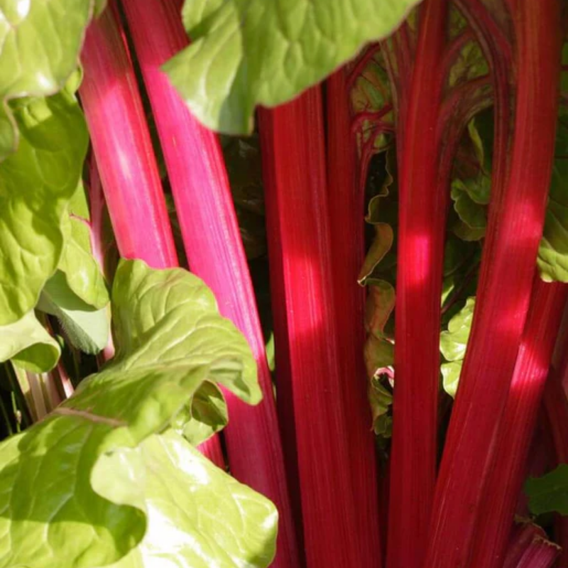 Load image into Gallery viewer, West Coast Seeds - Magenta Sunset Swiss Chard - Vibrant &amp; Nutritious Greens (2g)
