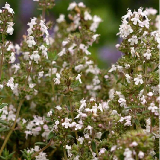 West Coast Seeds - Winter Thyme Seeds - Hardy Perennial, Culinary & Medicinal