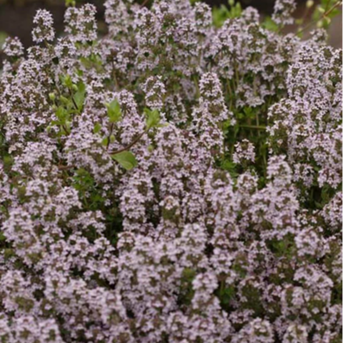 West Coast Seeds - Winter Thyme Seeds - Hardy Perennial, Culinary & Medicinal