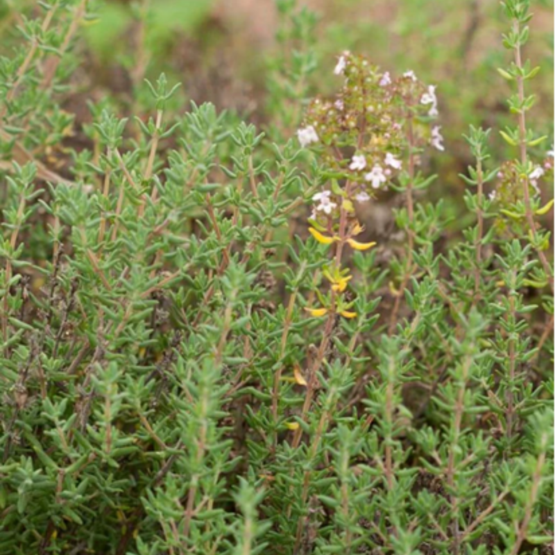 Load image into Gallery viewer, West Coast Seeds - Winter Thyme Seeds - Hardy Perennial, Culinary &amp; Medicinal
