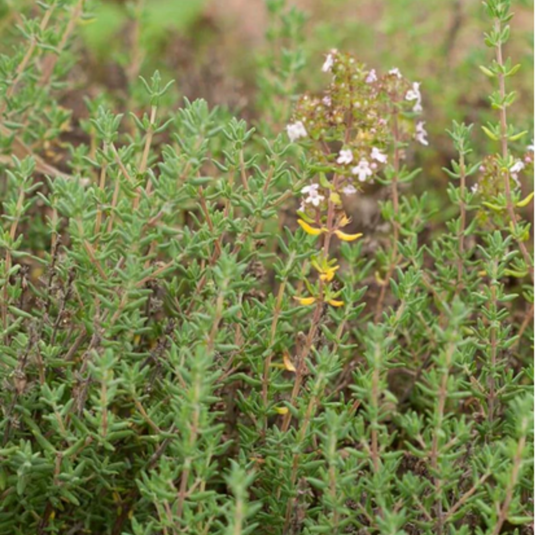 West Coast Seeds - Winter Thyme Seeds - Hardy Perennial, Culinary & Medicinal