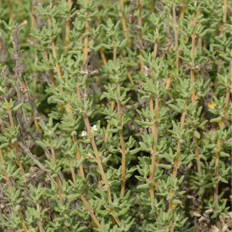 Load image into Gallery viewer, West Coast Seeds - Winter Thyme Seeds - Hardy Perennial, Culinary &amp; Medicinal
