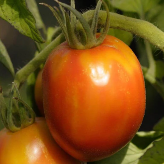 West Coast Seeds - Amish Paste Roma Tomato - Best Heirloom Paste Tomato for Rich Sauces