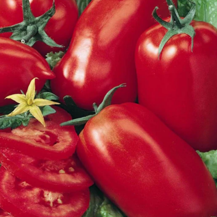 West Coast Seeds - Amish Paste Roma Tomato - Best Heirloom Paste Tomato for Rich Sauces