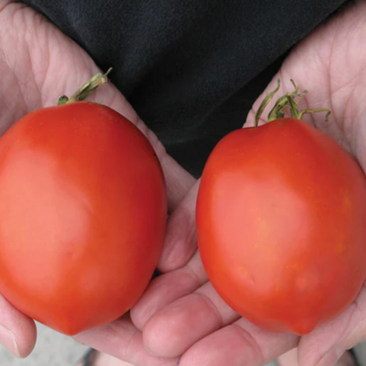 West Coast Seeds - Amish Paste Roma Tomato - Best Heirloom Paste Tomato for Rich Sauces