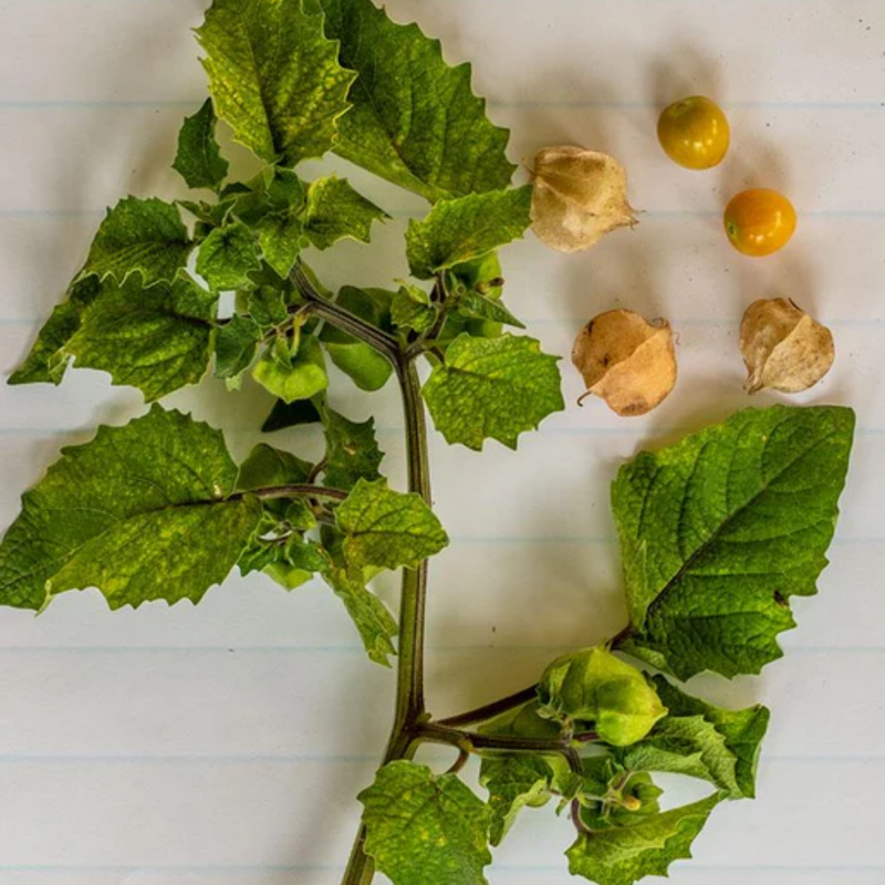 Load image into Gallery viewer, West Coast Seeds - Aunt Molly&#39;s Ground Cherry - Sweet &amp; Productive Heirloom (0.10g)
