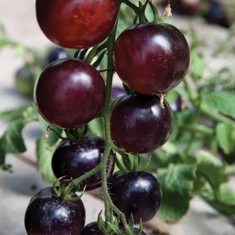 Load image into Gallery viewer, West Coast Seeds - Organic Indigo Rose Tomatoes - Antioxidant Rich (20 Seeds)
