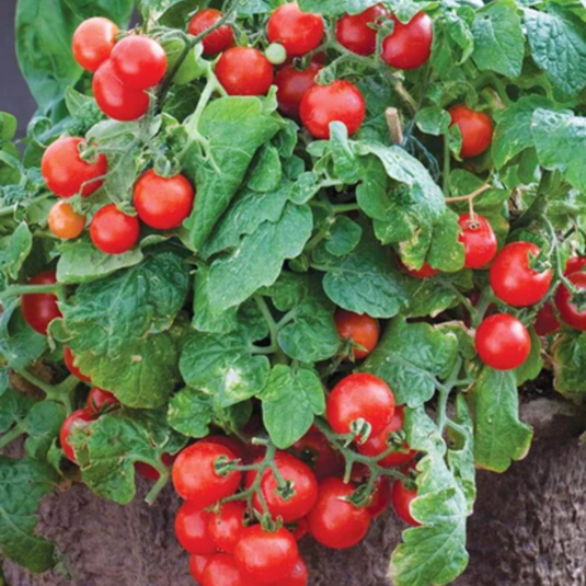 West Coast Seeds - Red Robin Tomato - Best Dwarf Cherry Tomato for Small Spaces