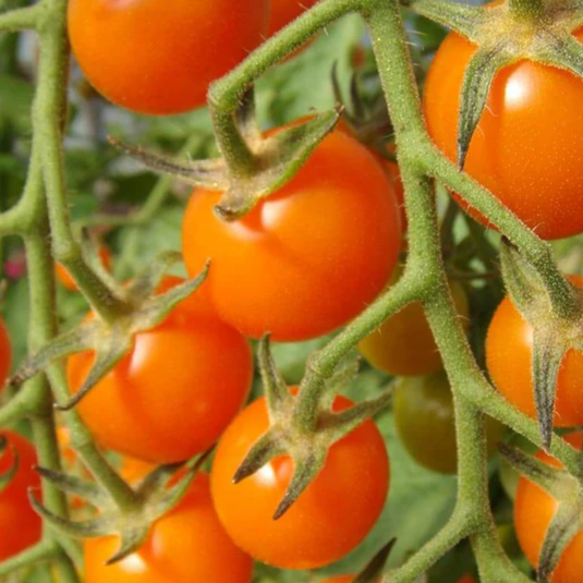 West Coast Seeds - Sungold Cherry F1 Tomato - Sweet Tangerine Cherry Tomatoes