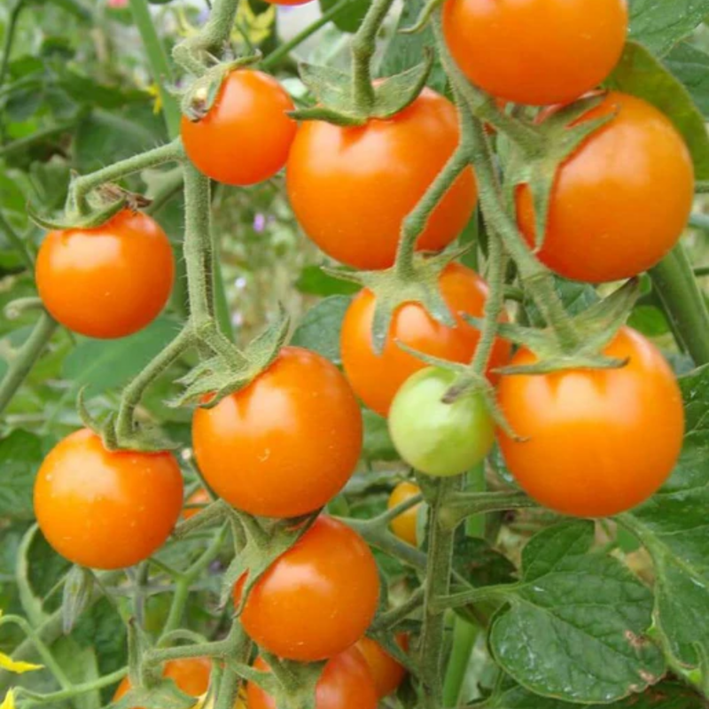 Load image into Gallery viewer, West Coast Seeds - Sungold Cherry F1 Tomato - Sweet Tangerine Cherry Tomatoes
