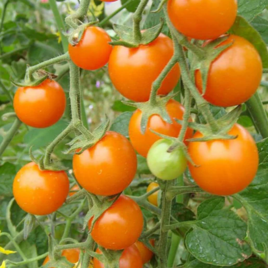 West Coast Seeds - Sungold Cherry F1 Tomato - Sweet Tangerine Cherry Tomatoes