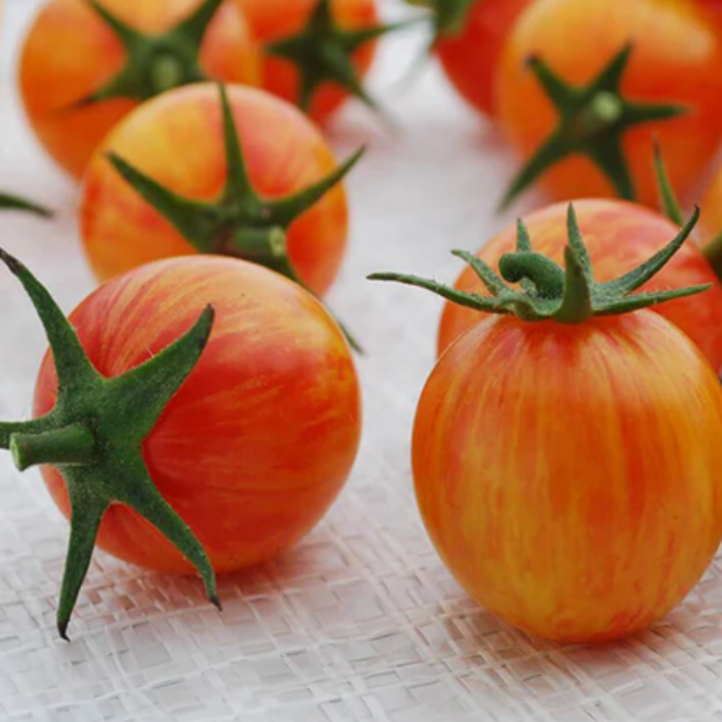 Load image into Gallery viewer, West Coast Seeds - Sunrise Bumble Bee Tomato - Sweet, Juicy &amp; Colorful
