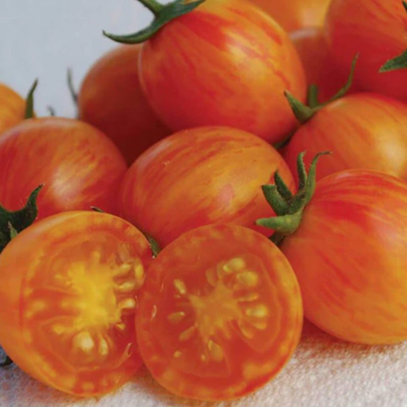 Load image into Gallery viewer, West Coast Seeds - Sunrise Bumble Bee Tomato - Sweet, Juicy &amp; Colorful
