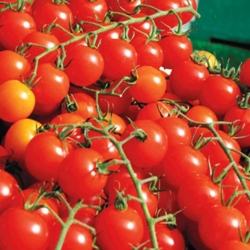 Load image into Gallery viewer, West Coast Seeds - Sweet Million Cherry Tomatoes - High Yield &amp; Hardy (25 Seeds)
