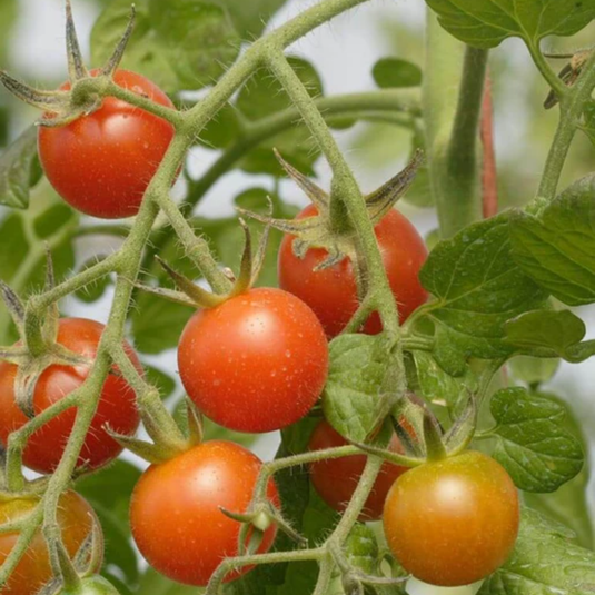 West Coast Seeds - Sweet Million Cherry Tomatoes - High Yield & Hardy (25 Seeds)