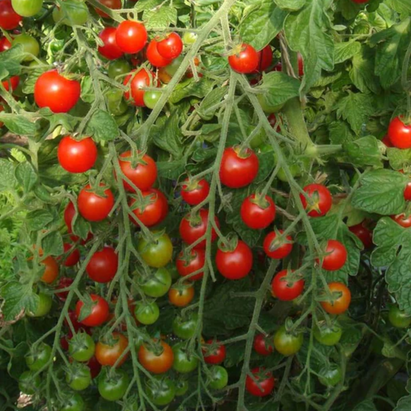 Load image into Gallery viewer, West Coast Seeds - Sweet Million Cherry Tomatoes - High Yield &amp; Hardy (25 Seeds)
