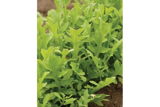 West Coast Seeds - Astro Roquette Arugula - Certified Organic (1g)