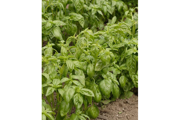 Load image into Gallery viewer, West Coast Seeds - Certified Organic Genovese Basil (0.5g) - The Best Italian Pesto Variety
