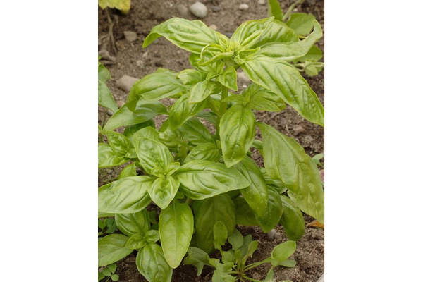 Load image into Gallery viewer, West Coast Seeds - Certified Organic Genovese Basil (0.5g) - The Best Italian Pesto Variety
