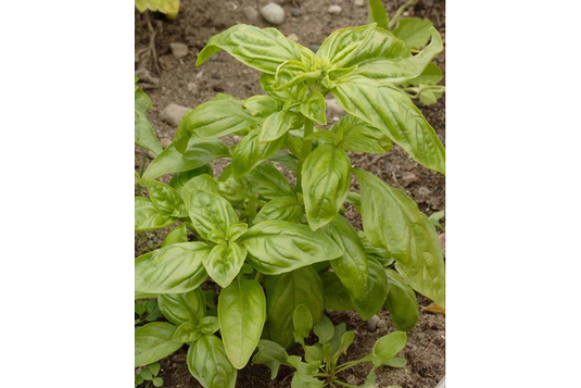 West Coast Seeds - Certified Organic Genovese Basil (0.5g) - The Best Italian Pesto Variety